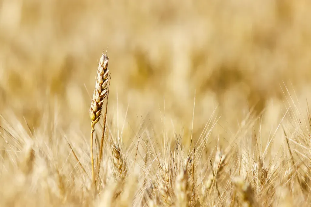 Zboża ozime w uprawie rolniczej